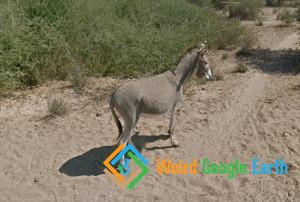Donkey Undead, Botswana 