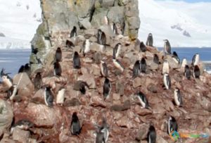Lots of Penguins near Livingston Island, Antarctica