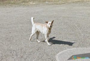 Random Dog, Fraser-Fort George C, British Columbia, Canada