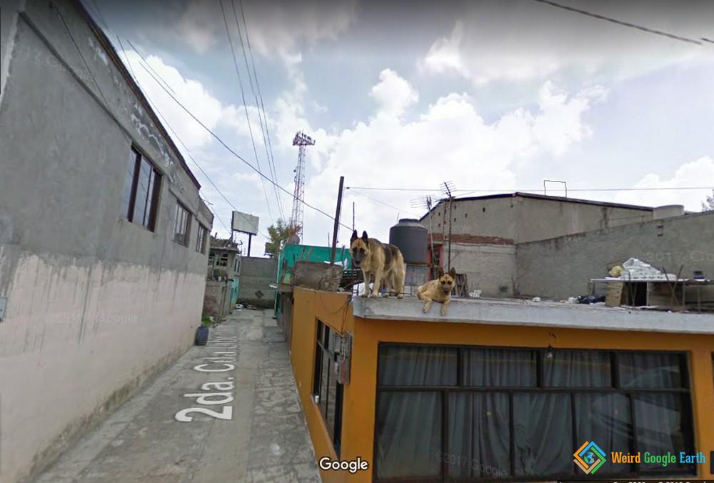 City of Dogs in Escapetec, Mexico