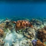 Norman Reef, The Great Barrier Reefs, Australia