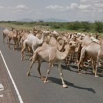 Camel Traffic, Meru County, Kenya