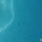 Sky-View of Whales, Coral Sea, Australia
