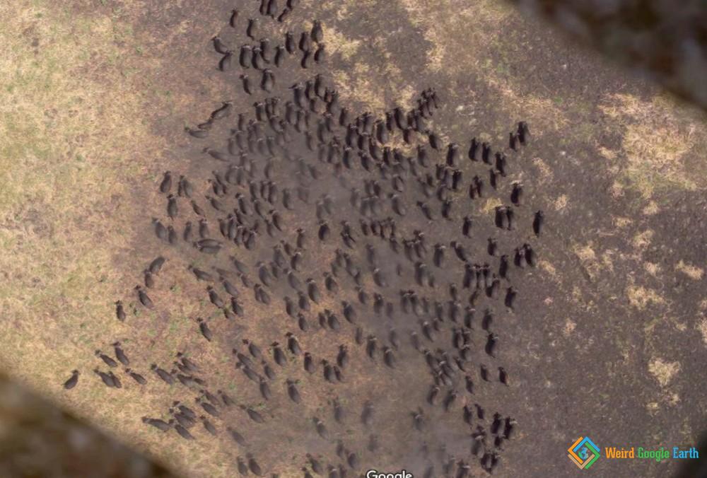 Herd of Buffalos - Weird Google Earth