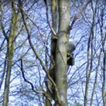 Creepy Man on Tree, Peer, Belgium
