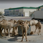 The Gathering of the Camels, Al Rafaah, UAE