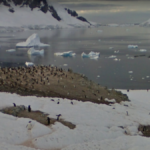 Penguin Season, Danco Island, Antarctica