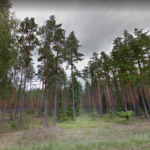 Multicolored Trees, Voru County, Estonia