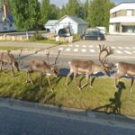 Reindeer in the City, Inari, Finland