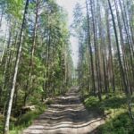Liminal: Forest, Shuyskaya, Russia