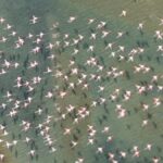 A Flamboyance of Flamingos, Benguerra Island, Mozambique