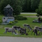 Grazing Reindeer, Inari, Finland