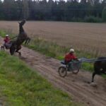 Surprised Horses, Kalmar County, Sweden